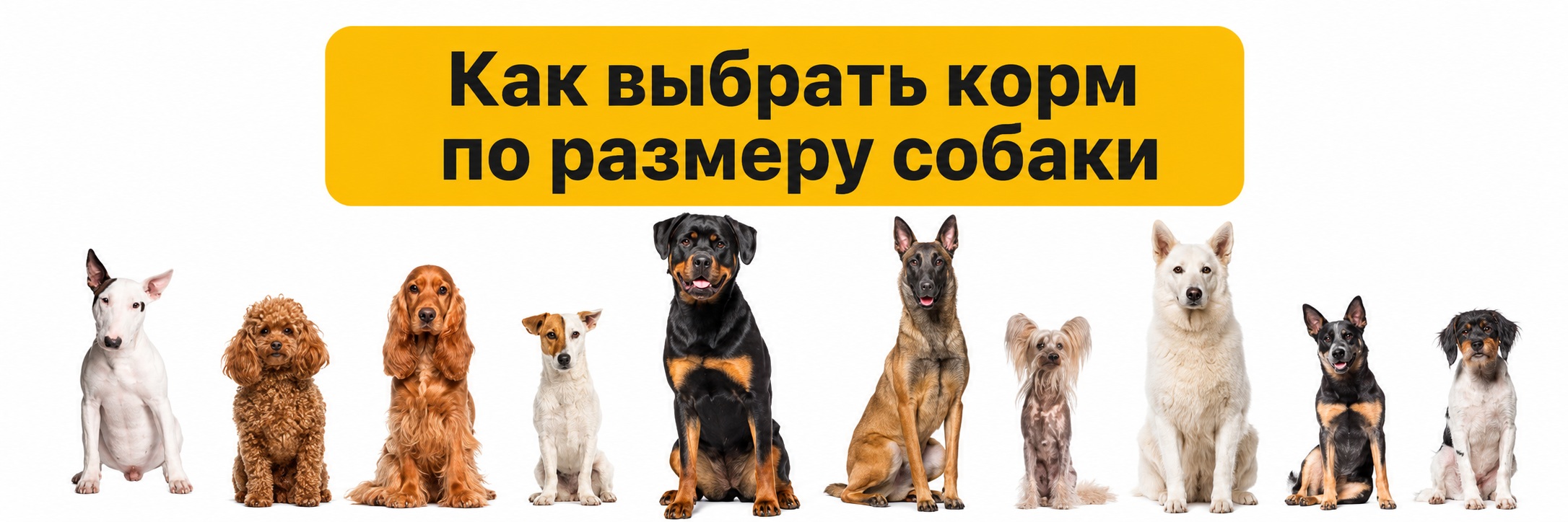 Как выбрать корм по размеру собаки